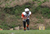 Mighty Mite White vs North Allegheny Tigers - Picture 09