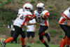 Mighty Mite White vs North Allegheny Tigers - Picture 13